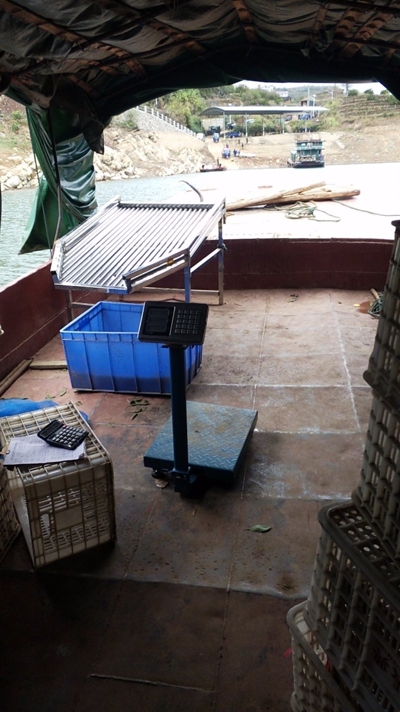 东江湖蜜橘大量上市中