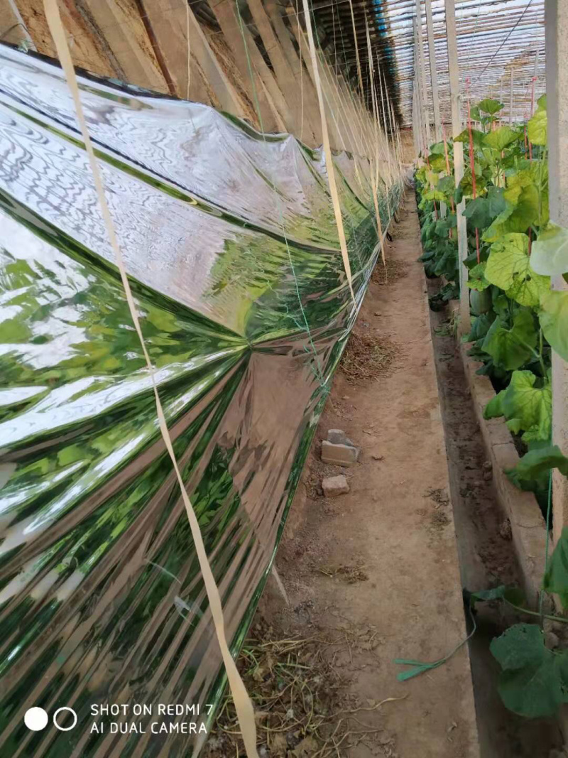 农用反光膜大棚补光膜草莓苹果大棚蔬菜反光膜
