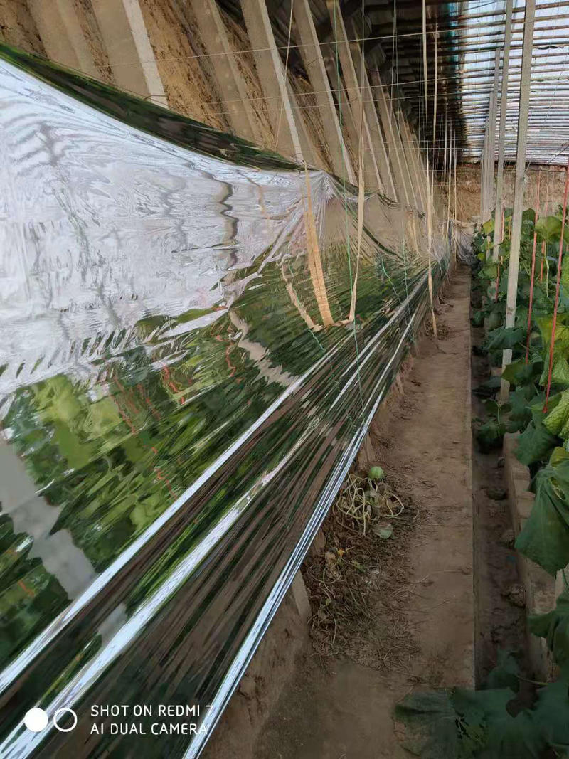 农用反光膜大棚补光膜草莓苹果大棚蔬菜反光膜