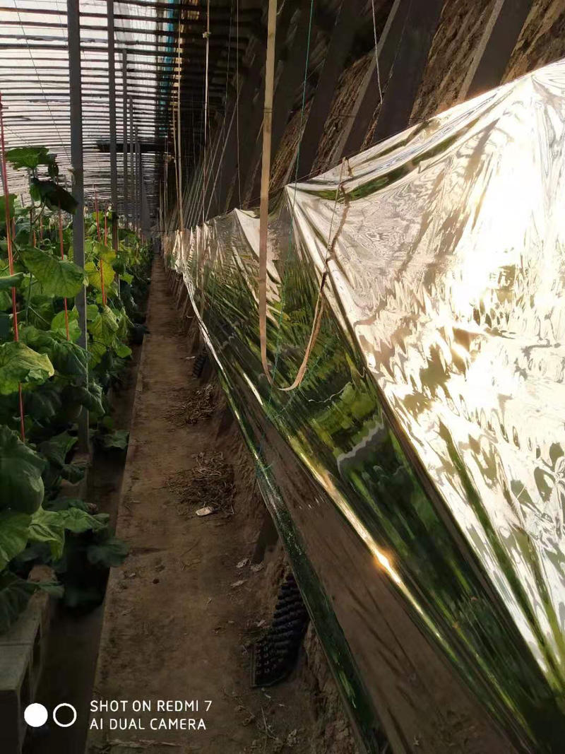 农用反光膜大棚补光膜草莓苹果大棚蔬菜反光膜
