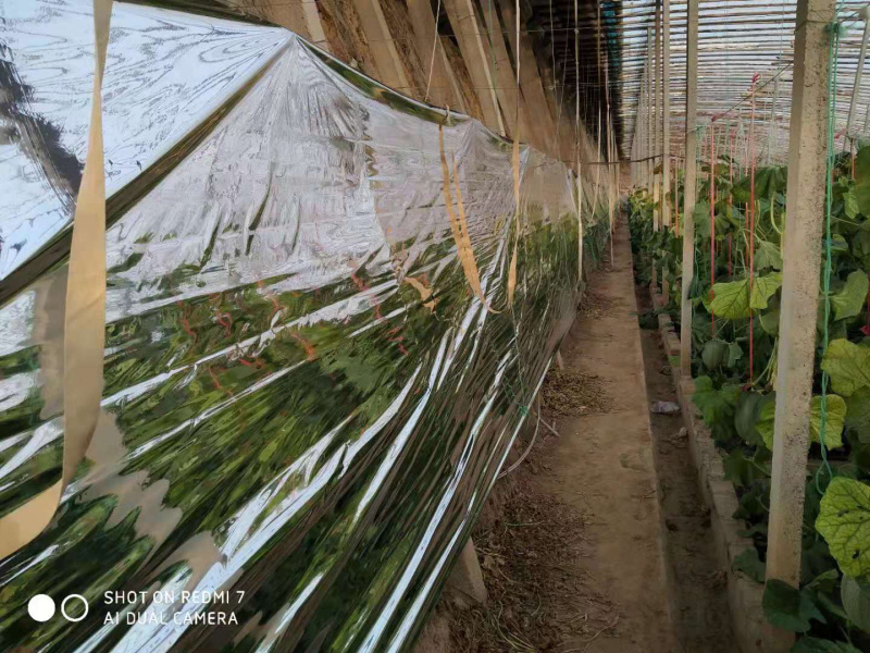 农用反光膜大棚补光膜草莓苹果大棚蔬菜反光膜