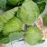 万亩甘蓝大上市，绿甘蓝，优质甘蓝，品质好，品种多
