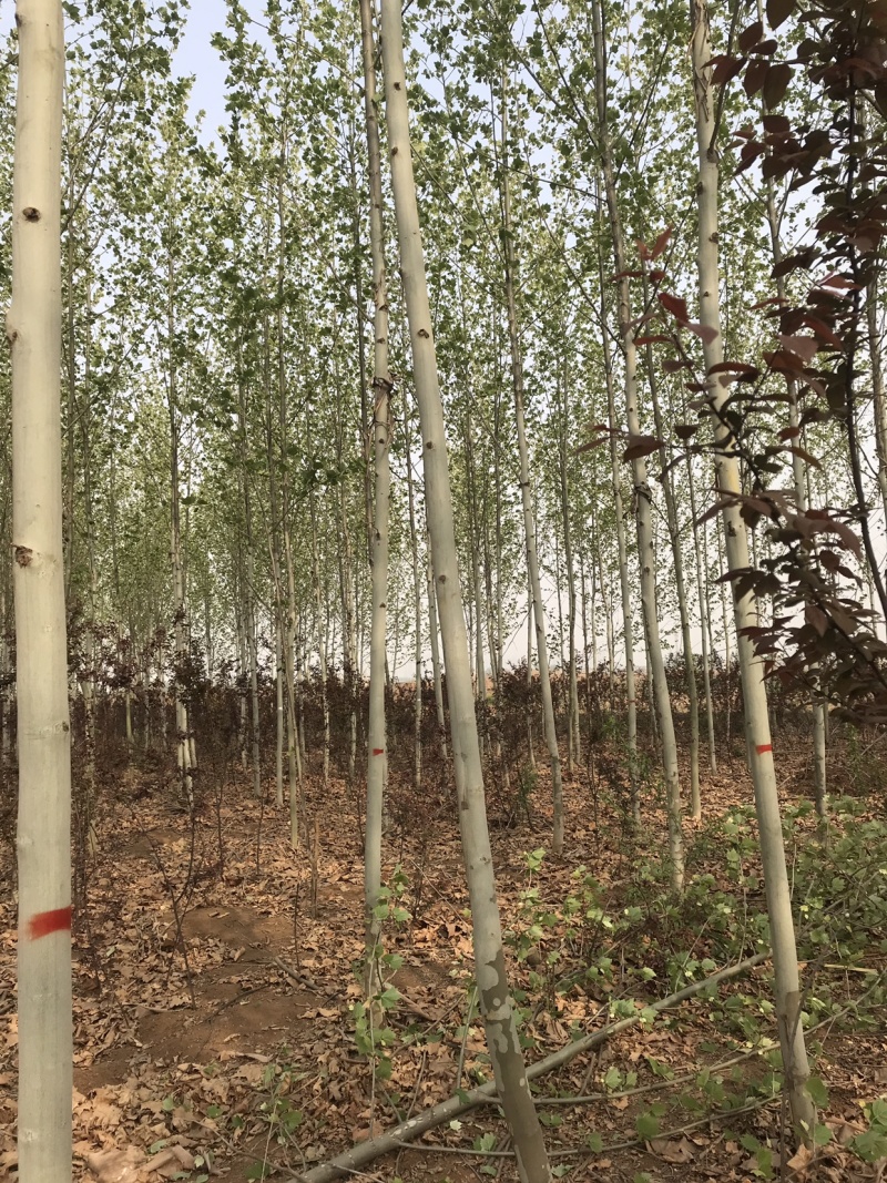 法国梧桐，清地处理，价格优部分规格处理..
