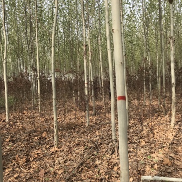 法国梧桐，清地处理，价格优部分规格处理..