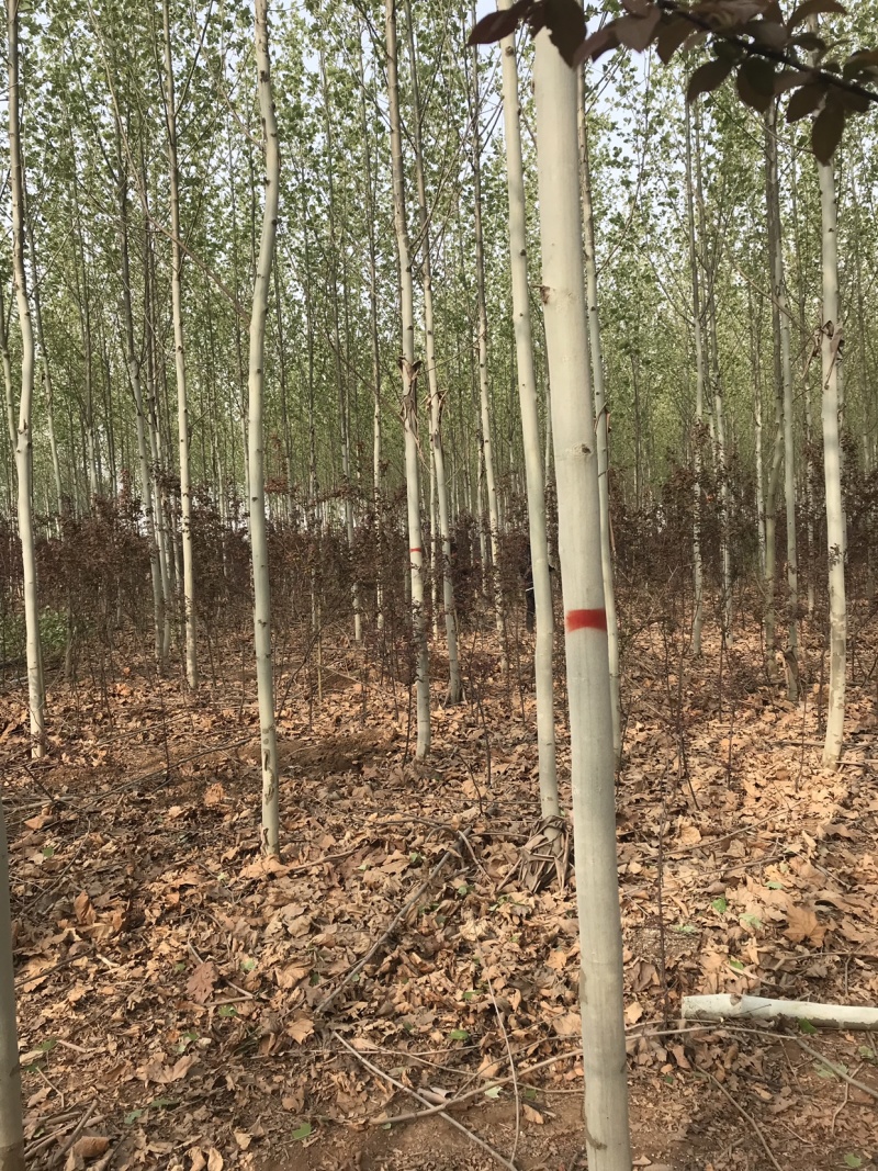 法国梧桐，清地处理，价格优部分规格处理..