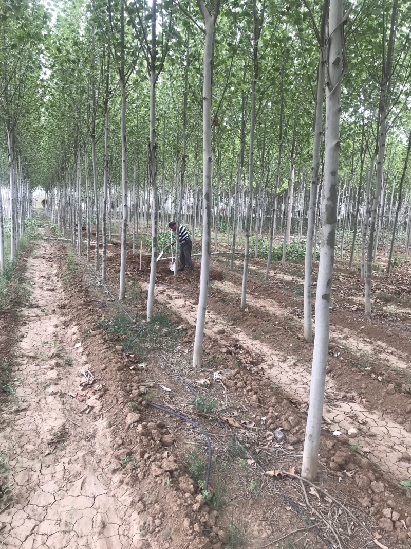 法国梧桐，清地处理，价格优部分规格处理..