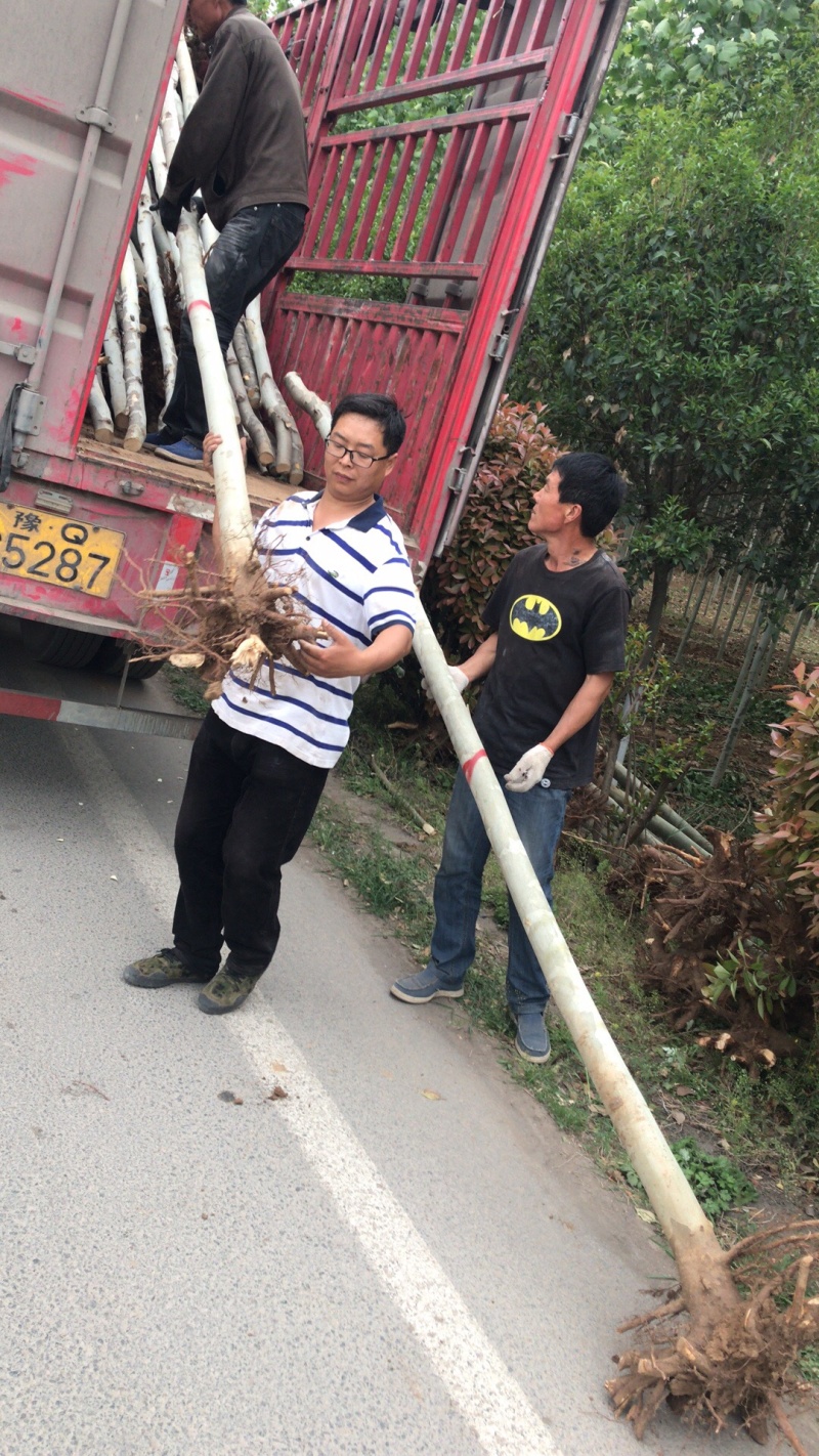 法国梧桐，清地处理，价格优部分规格处理..