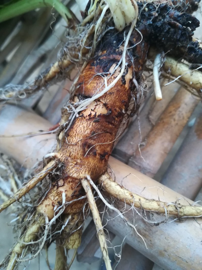 酸模根茎野生鲜中药材