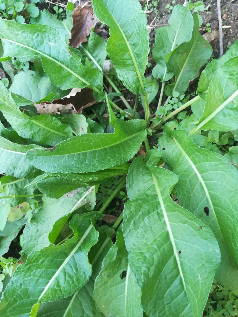 酸模根茎野生鲜中药材