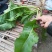 酸模根茎野生鲜中药材