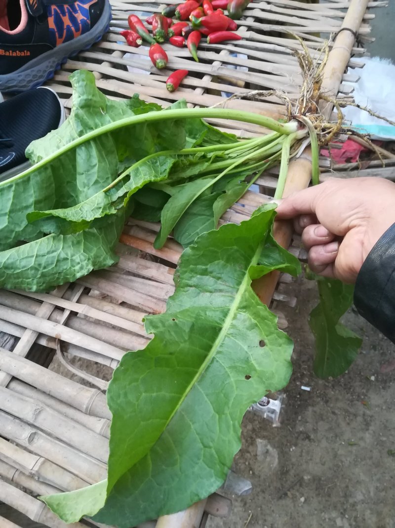 酸模根茎野生鲜中药材