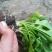 酸模根茎野生鲜中药材