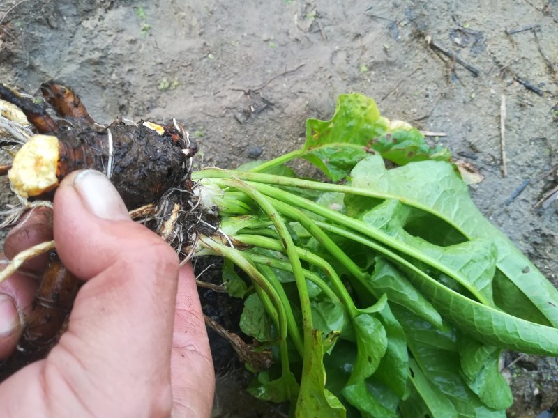 酸模根茎野生鲜中药材
