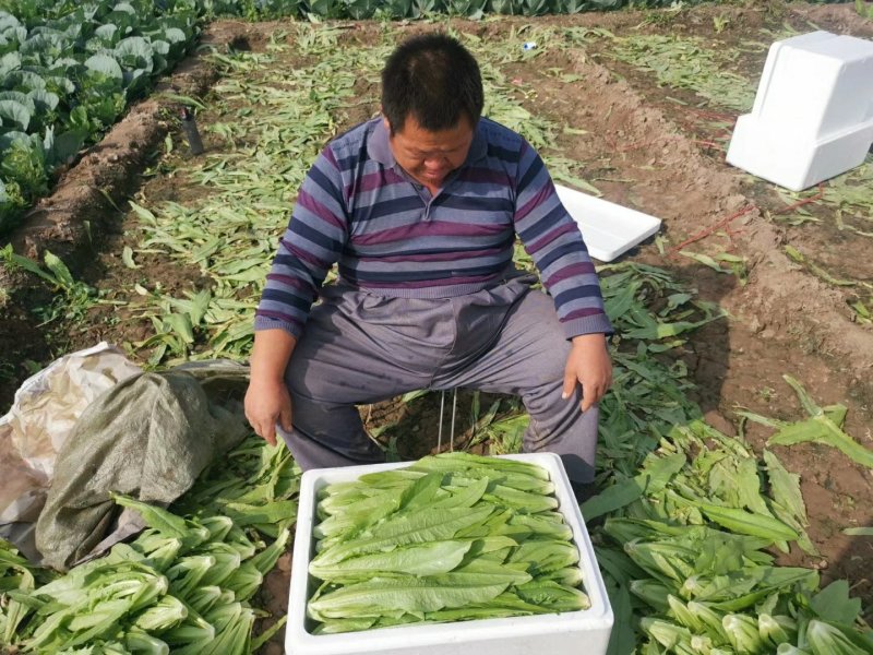 河北油麦菜叶片鲜绿质量有保证常年供应各大市场超市
