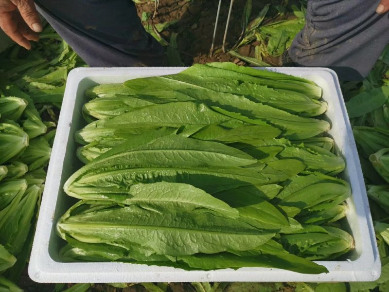 河北油麦菜叶片鲜绿质量有保证常年供应各大市场超市