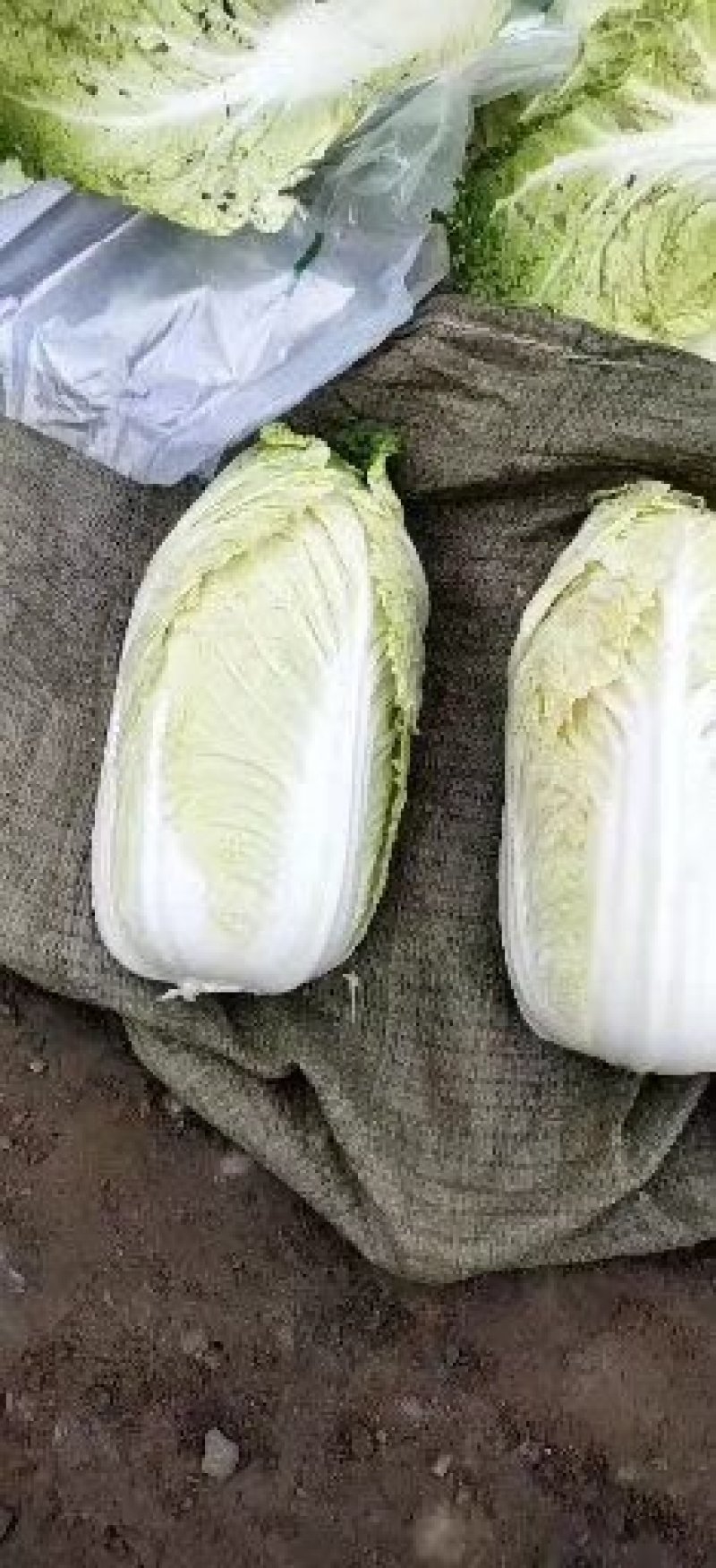 精品娃娃菜
