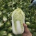 精品娃娃菜