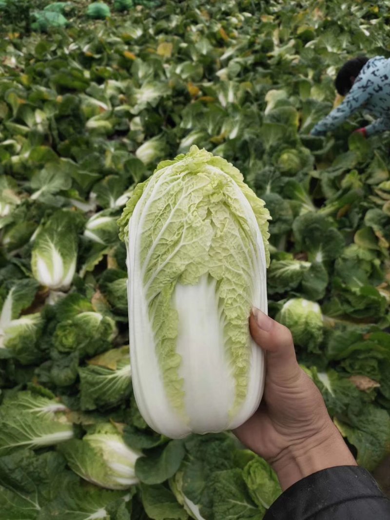 精品娃娃菜