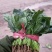 菠菜河北菠菜大量上市品质保证货源充足欢迎来电采购
