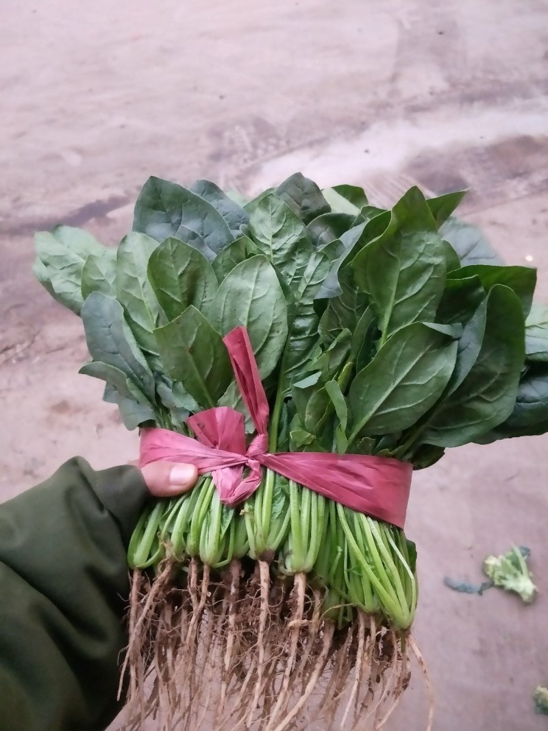 菠菜河北菠菜大量上市品质保证货源充足欢迎来电采购