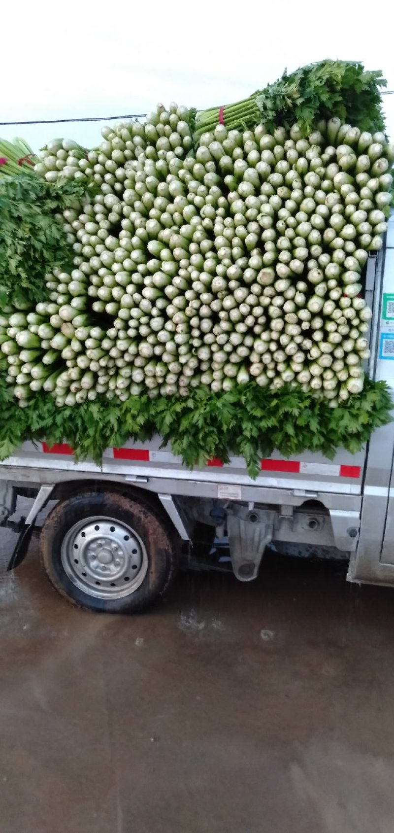 美国西芹