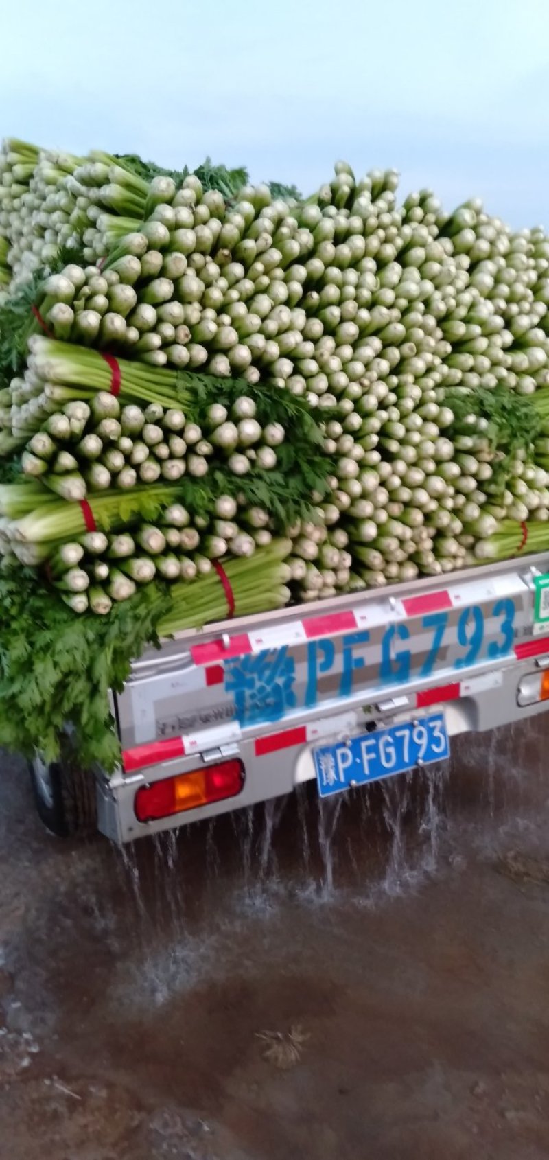美国西芹
