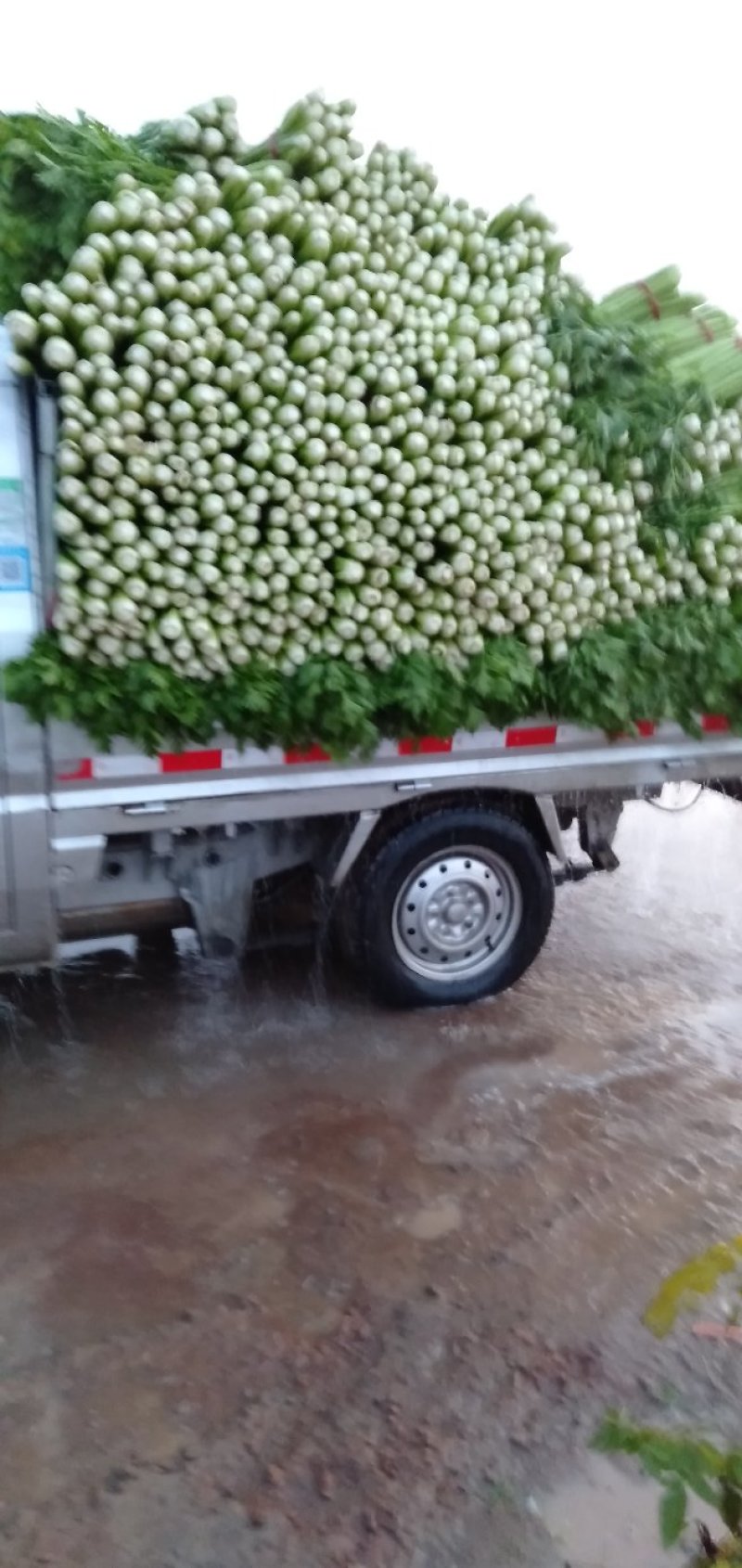 美国西芹