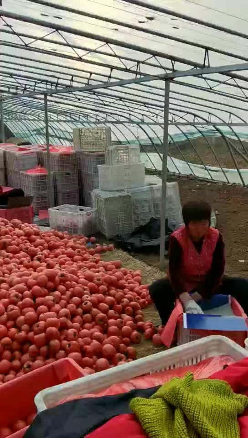 西红柿个头大颜色鲜艳一手资源产地直发规格齐全