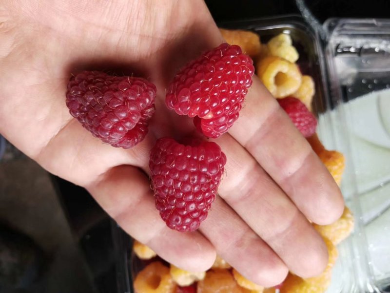 双季树莓苗红树莓苗适合大面积种植红树莓苗树莓苗