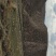 黄河石林散养山羊