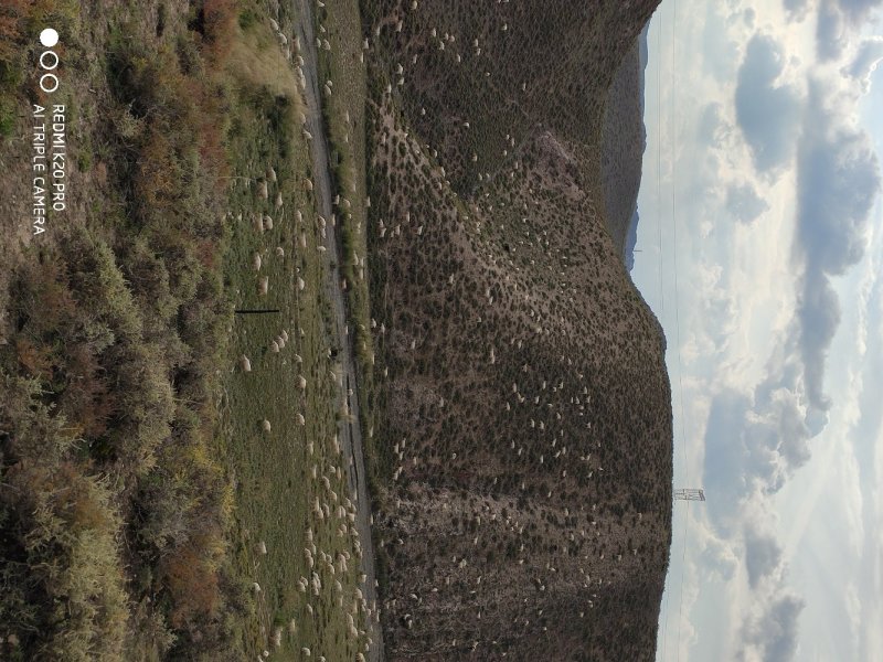黄河石林散养山羊