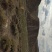 黄河石林散养山羊