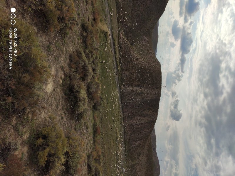 黄河石林散养山羊