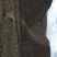 黄河石林散养山羊