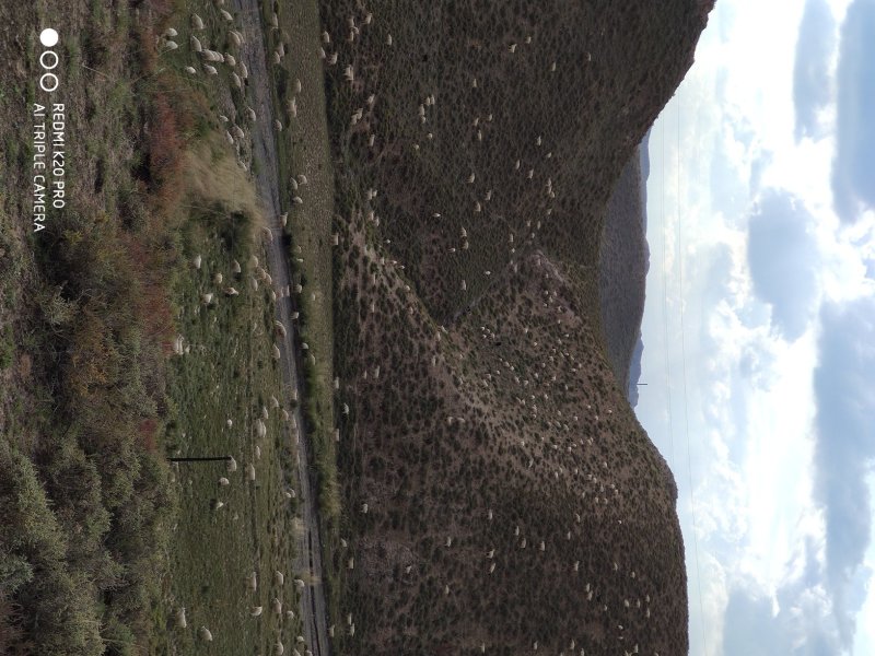 黄河石林散养山羊