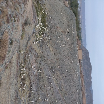 黄河石林散养山羊