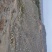 黄河石林散养山羊
