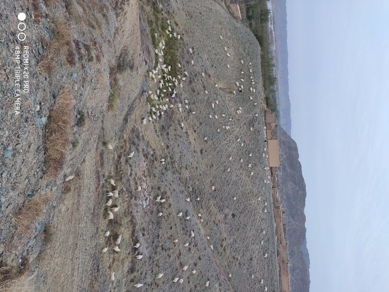 黄河石林散养山羊
