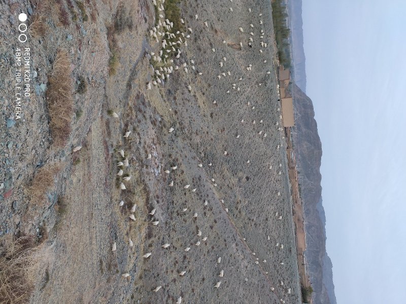 黄河石林散养山羊