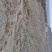 黄河石林散养山羊