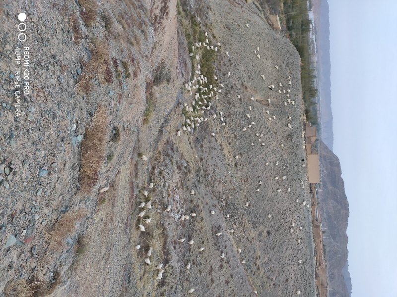 黄河石林散养山羊