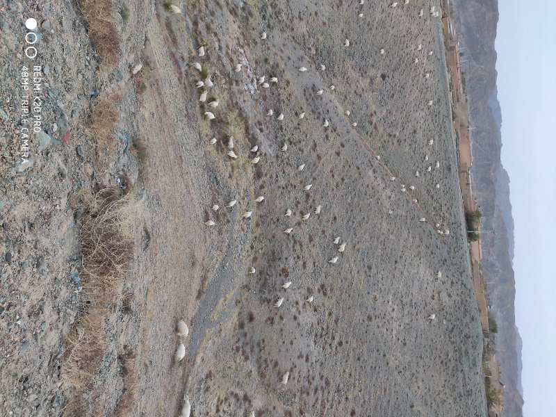 黄河石林散养山羊