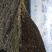 黄河石林散养山羊