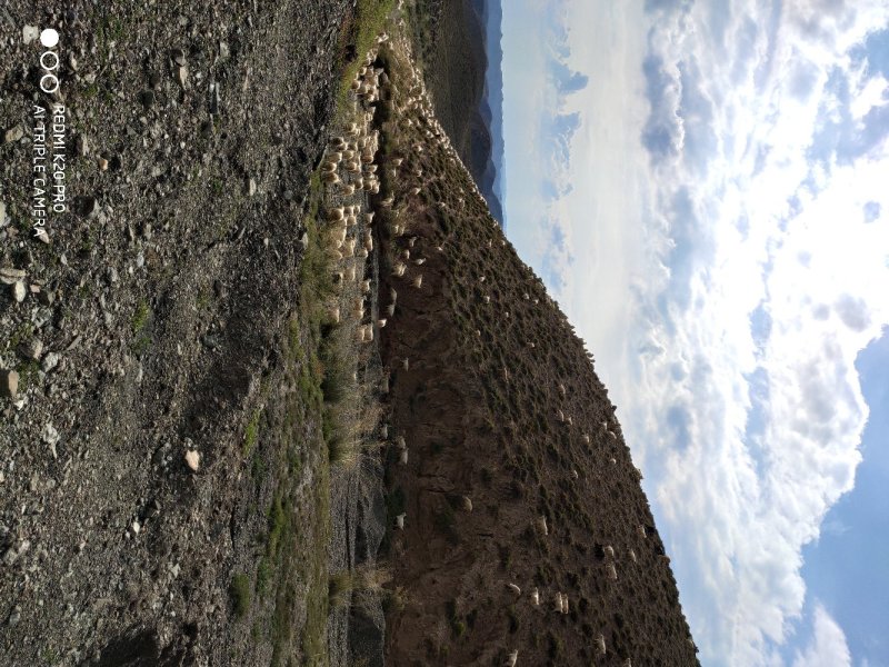 黄河石林散养山羊