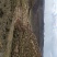 黄河石林散养山羊