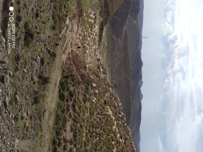 黄河石林散养山羊