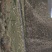 黄河石林散养山羊