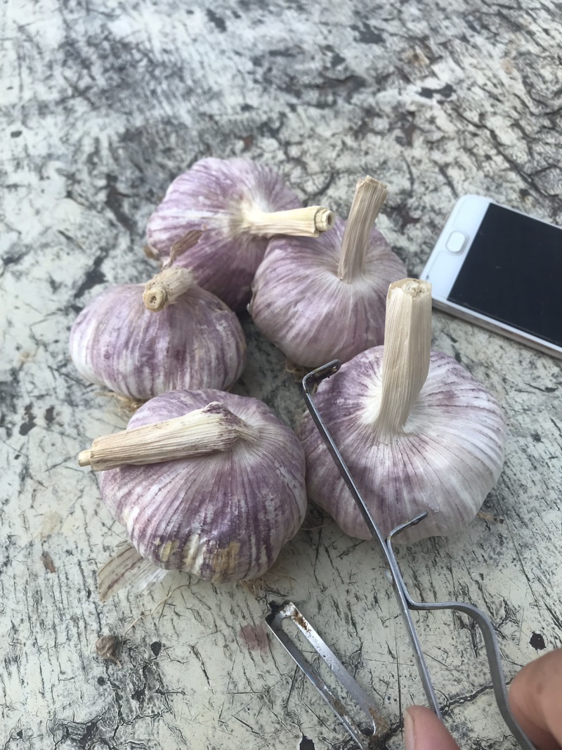 常年供应金乡大蒜太空蒜杂交蒜红皮大蒜加工各种规格大蒜