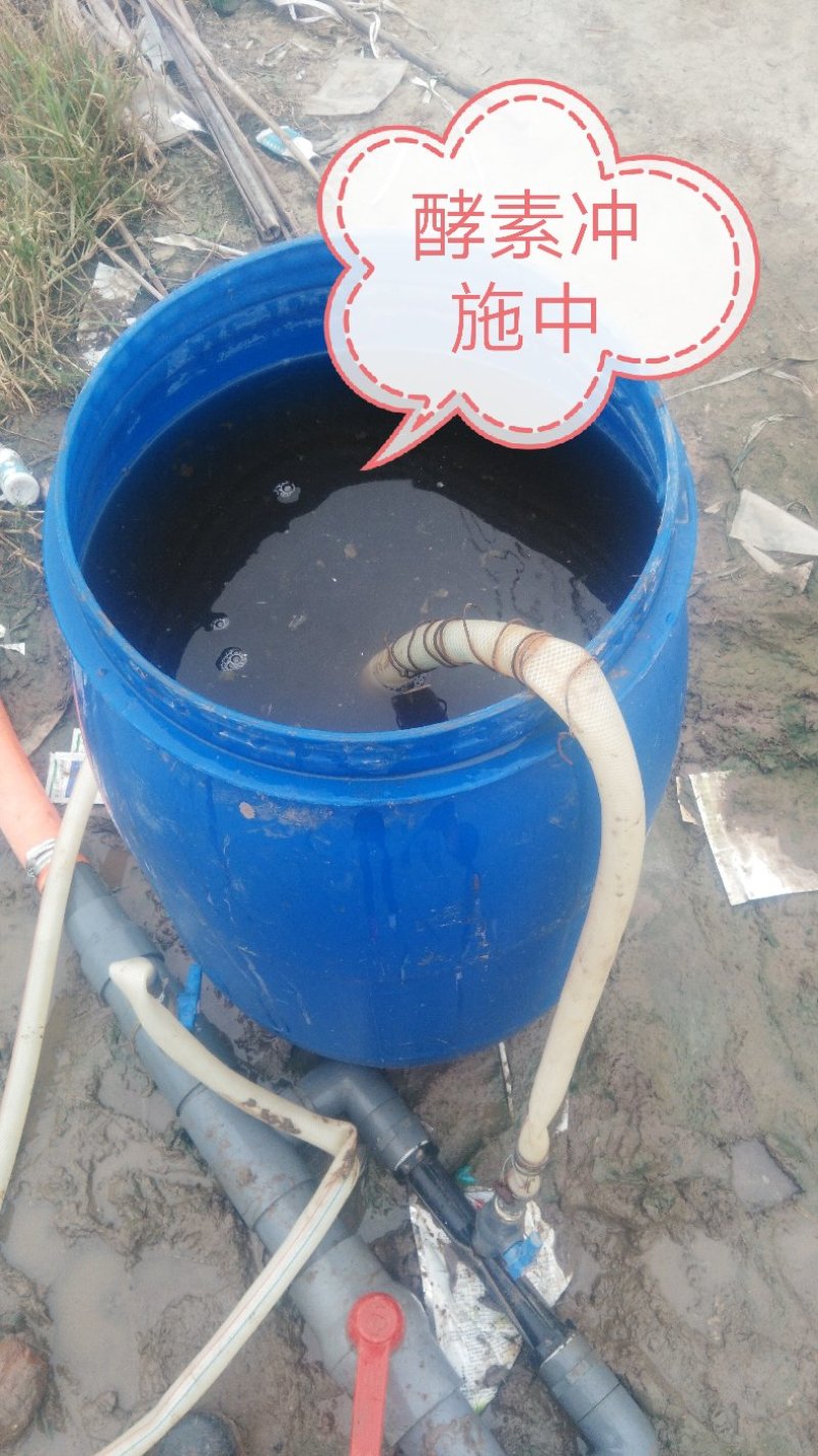 潍县萝卜，水果萝卜