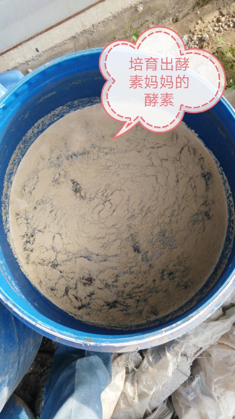 潍县萝卜，水果萝卜